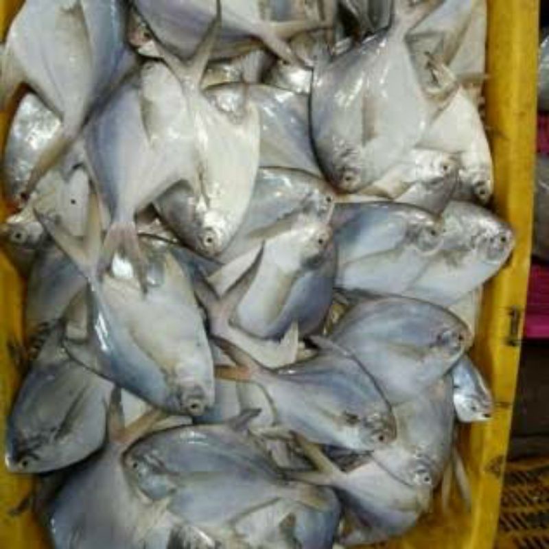 

Ikan Bawal Putih Kecil Segar 1kg