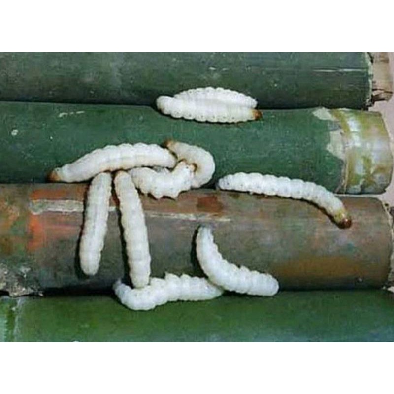 ulat bambu buat mancing dan pakan burung