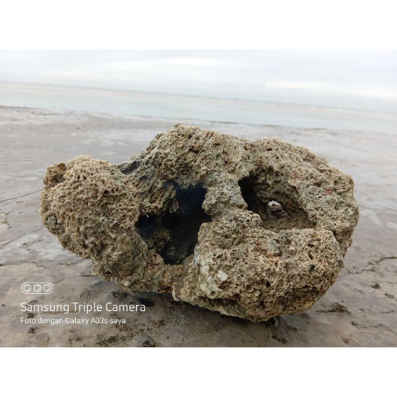 Batu karang bolong batu karang laut batu goa rumah nemo rumah ikan aquarium