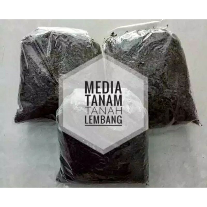 TANAH LEMBANG SANGAT DI REKOMENDASIKAN UNTUK MENANAM/MEMAKAI MEDIA TANAM TANAH LEMBANG 1KG