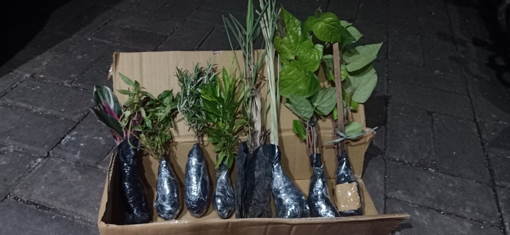 Tanaman Khas Bali Penghias Ruangan Meranti Bali/calathea Multicollor