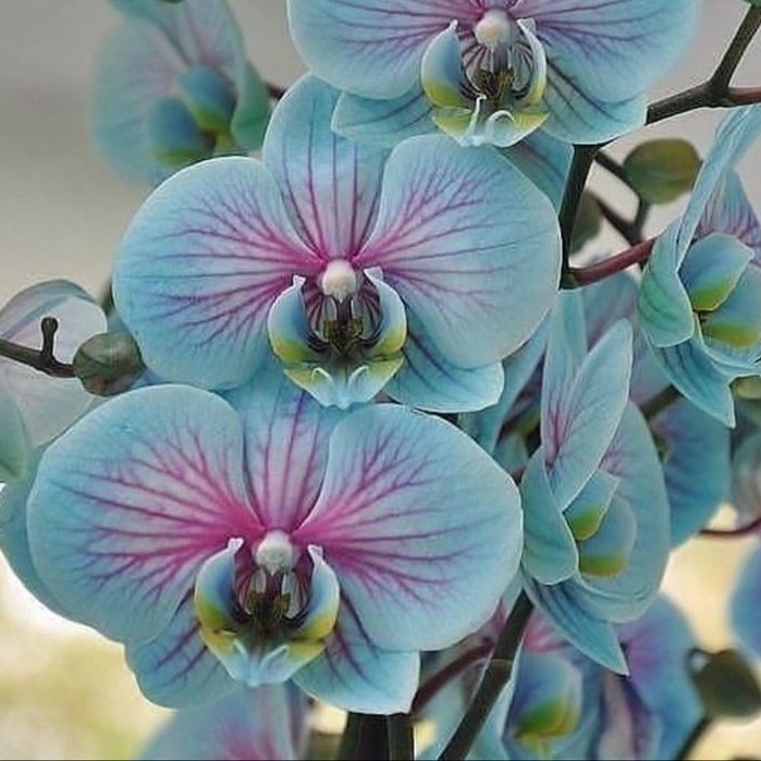 TANAMAN HIAS ANGGREK DENDROBIUM SPIKE-KNOP BLUE EYES