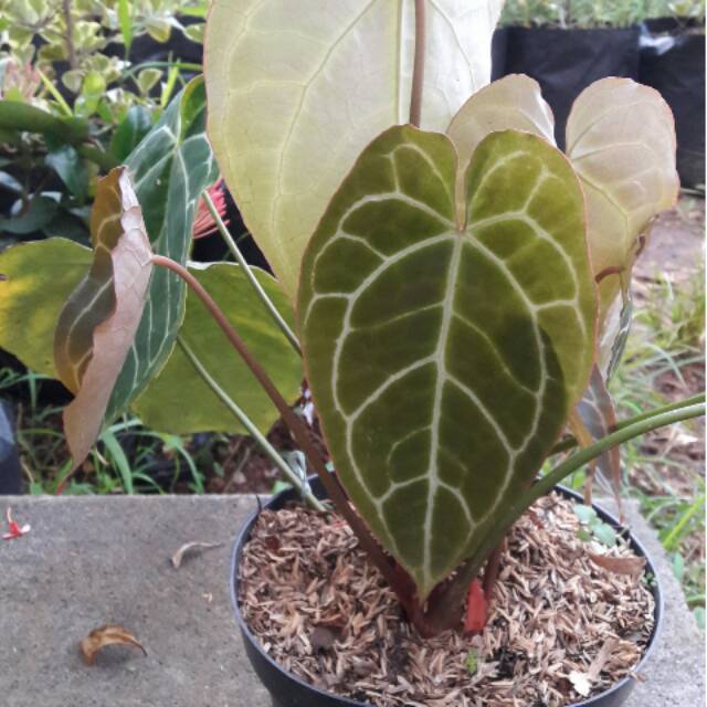 TANAMAN HIAS BEGONIA DAUN TALAS KUPING GAJAH DAUN HIJAU & MERAH