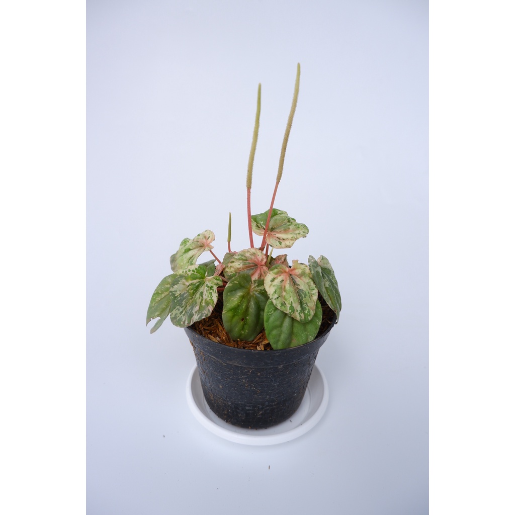 Peperomia Pink Lady - Tanaman Hias