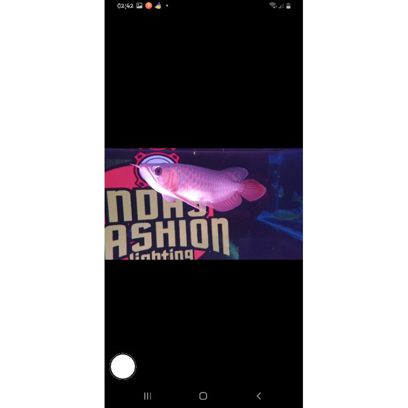 ikan arwana super red