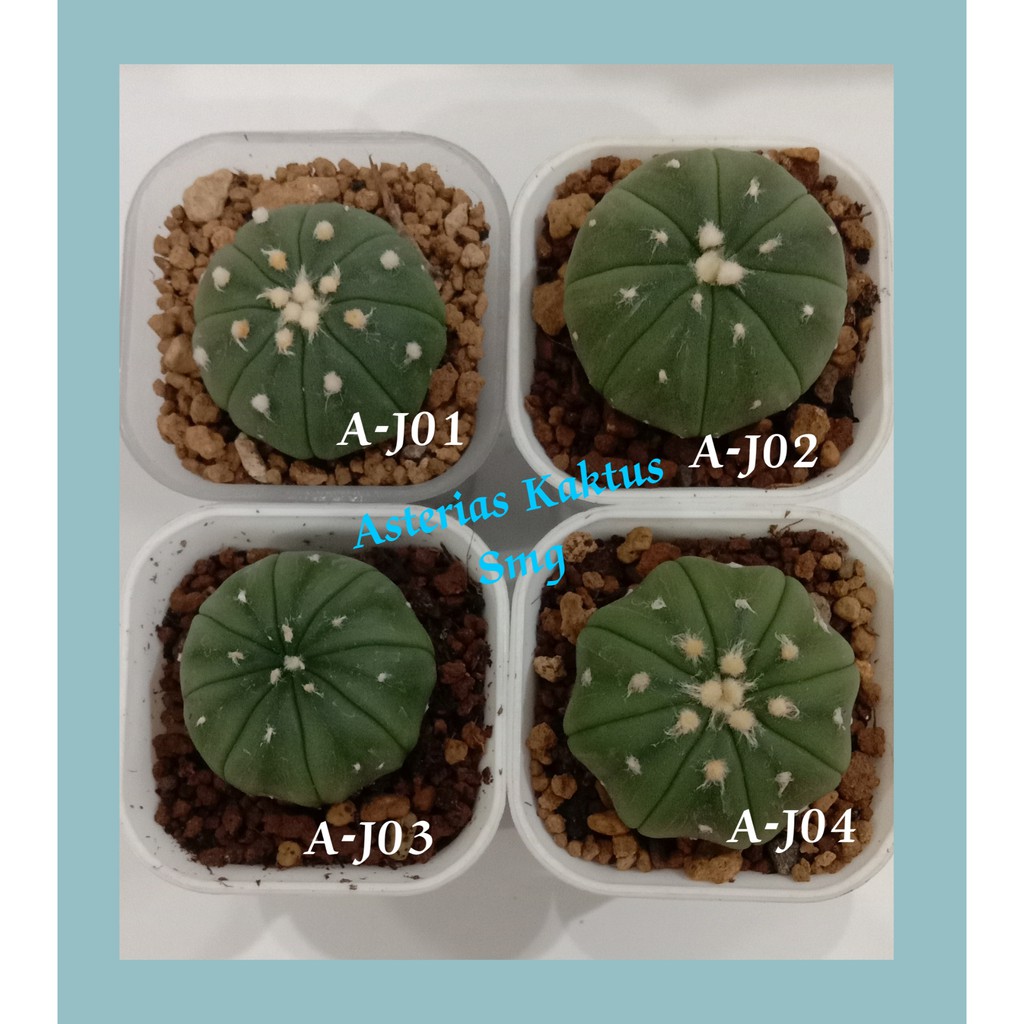 MURAH Kaktus Astro Astrophytum Astro Cantik
