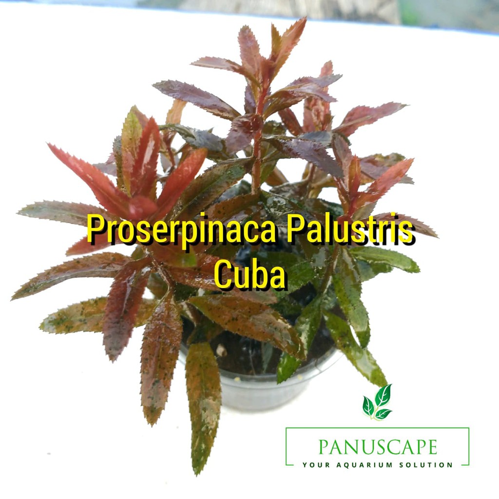 

Proserpinaca Palustris Cuba