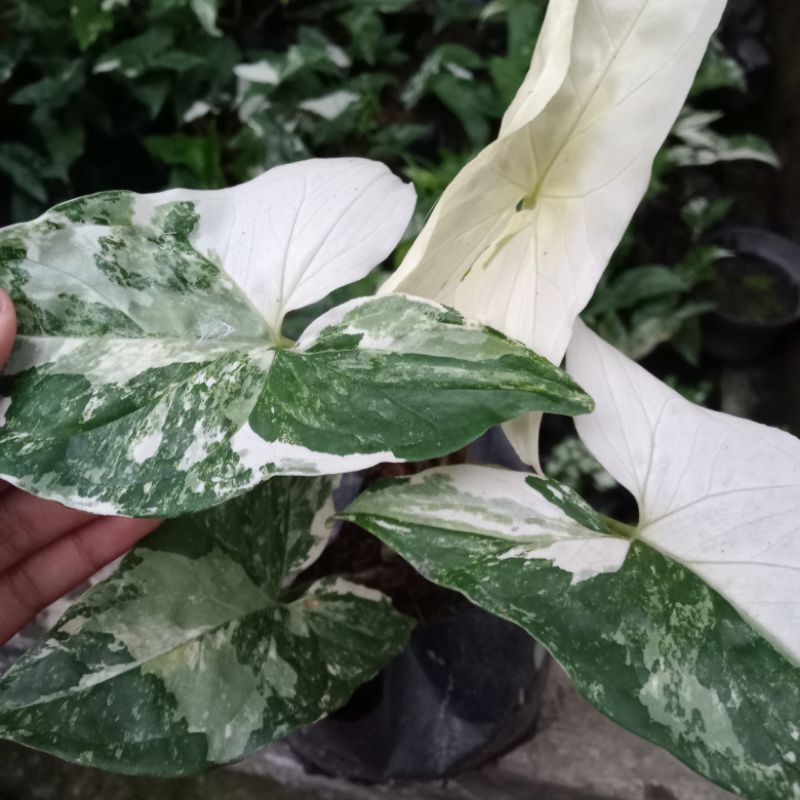 Singonium Varigata|Singonium Albo