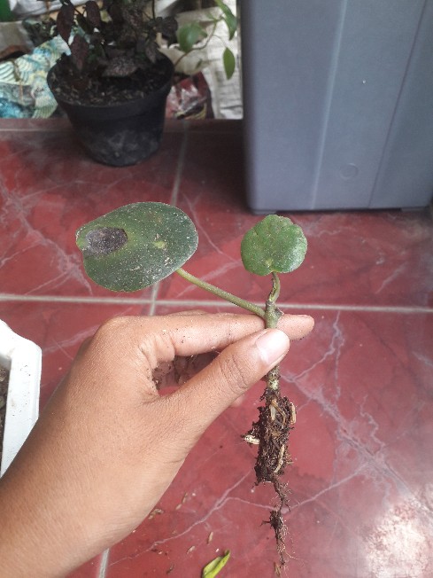 Tanaman Hias Peperomia Raindrof