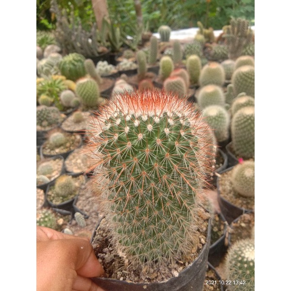 kaktus import/kaktus murah/kaktus ownroot/kaktus pasaman