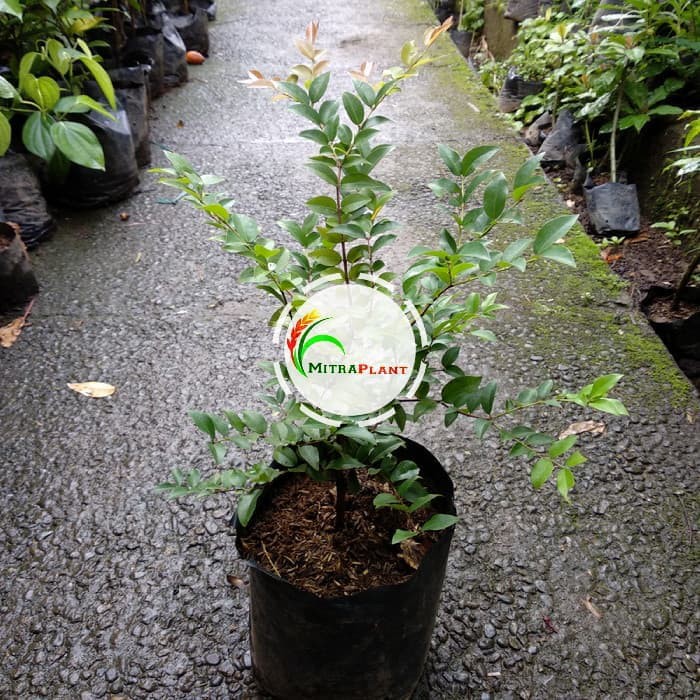 Bibit Anggur Brazil Pohon Anggur Brazil Bibit Pohon Anggur Brazil