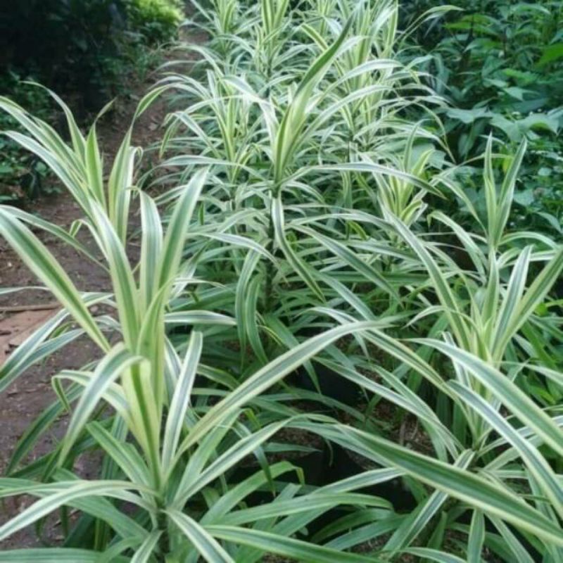 TANAMAN HIAS HIDUP hanjuang putih tanaman hanjuang varigata