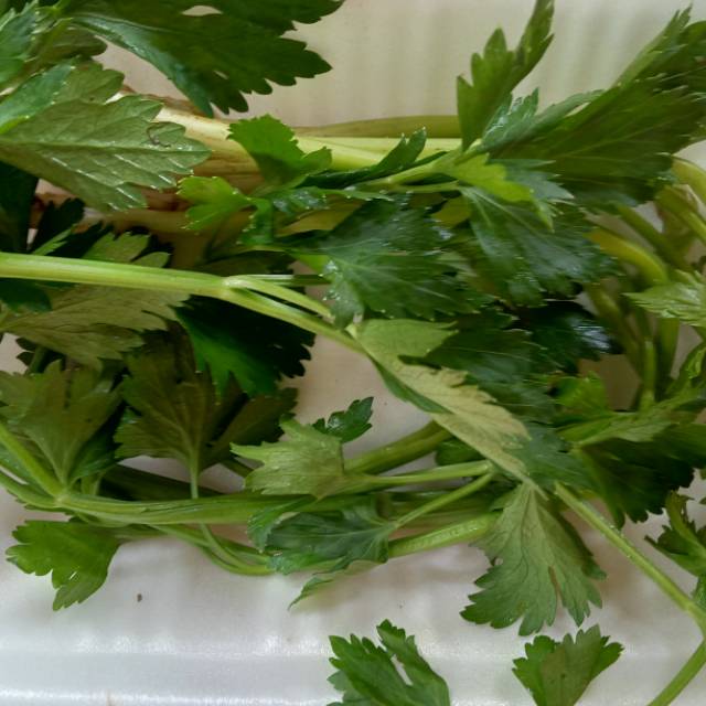 

Daun seledri