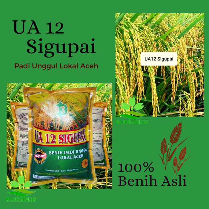 Benih / Bibit Padi UA 12 Sigupai Galur Lokal Aceh Wisata Agrotani