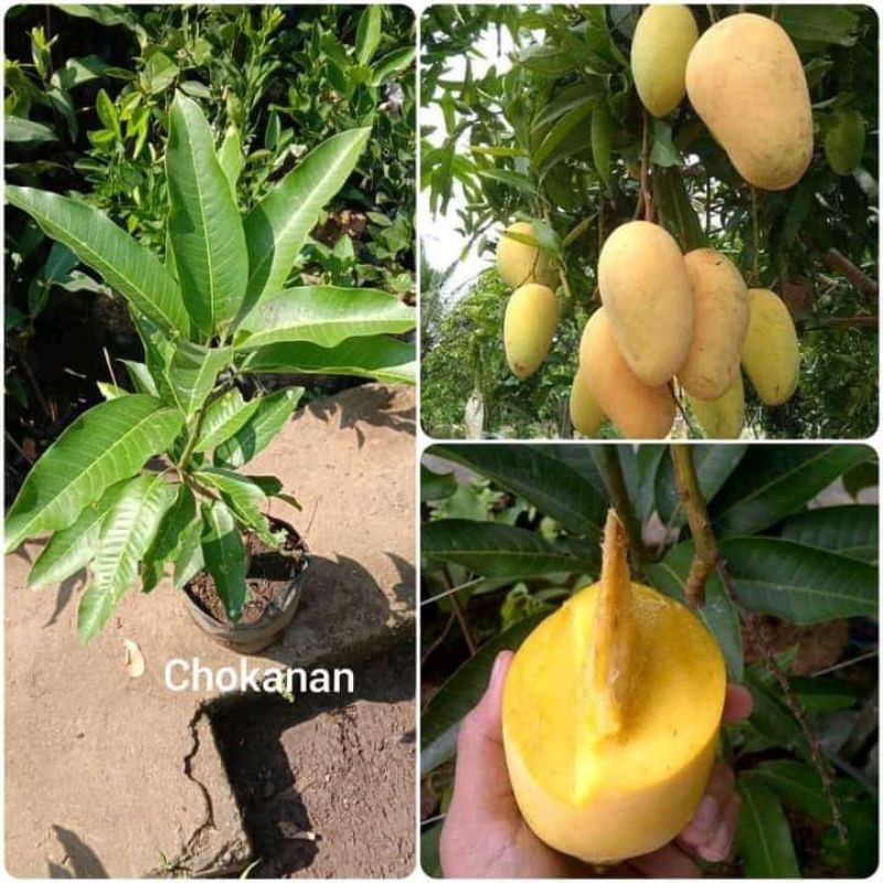 BIBIT BUAH MANGGA CHOKANAN/MANGGA KUNING JUMBO/Bibit Mangga Chokanan