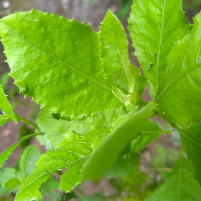 

Daun beluntas segar Pluchea indica