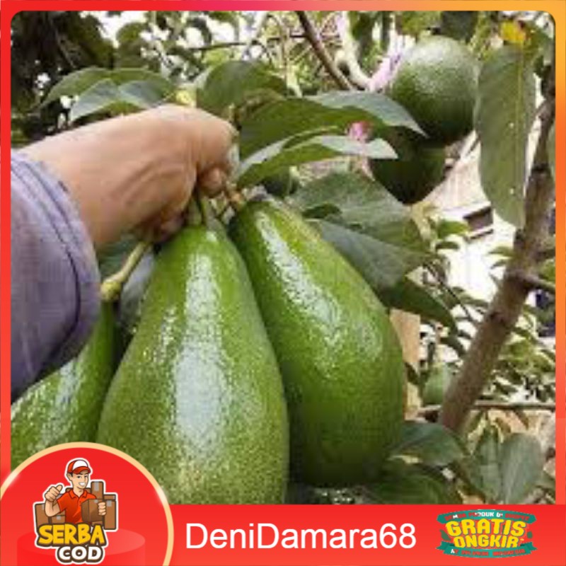 Bibit Buah Alpukat TERLARIS 100rb dapat 3 bibit, Aligator, Miki, Markus, Mentega, Florida, Kendil