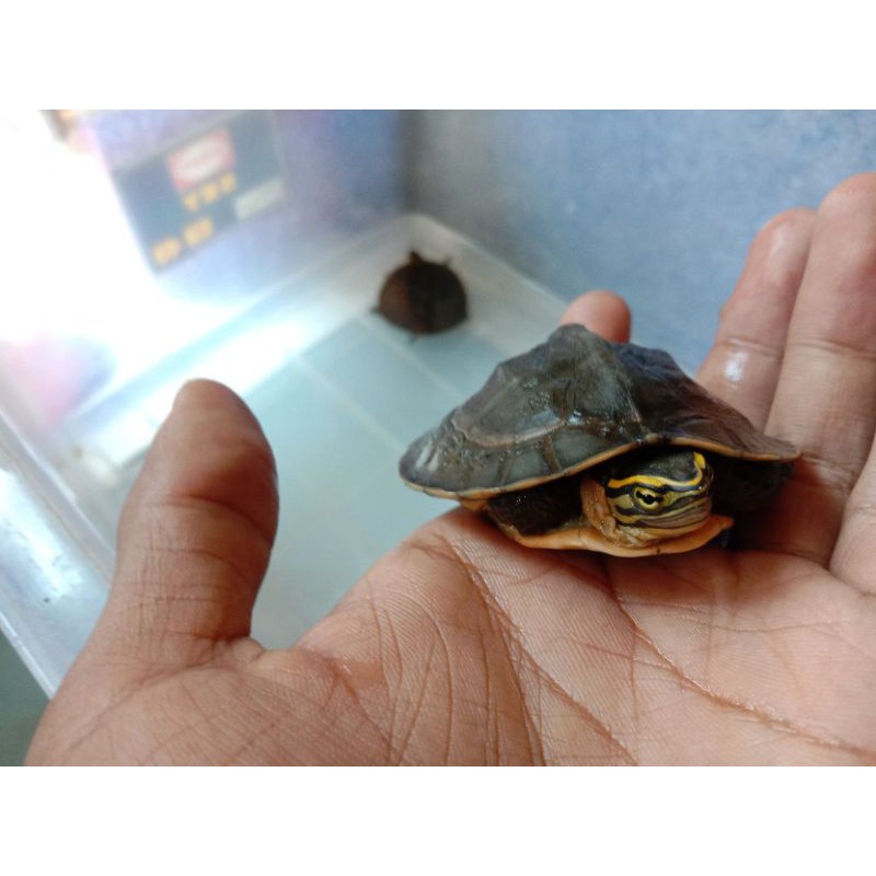 Baby ambon ceper 10cm ke bawah