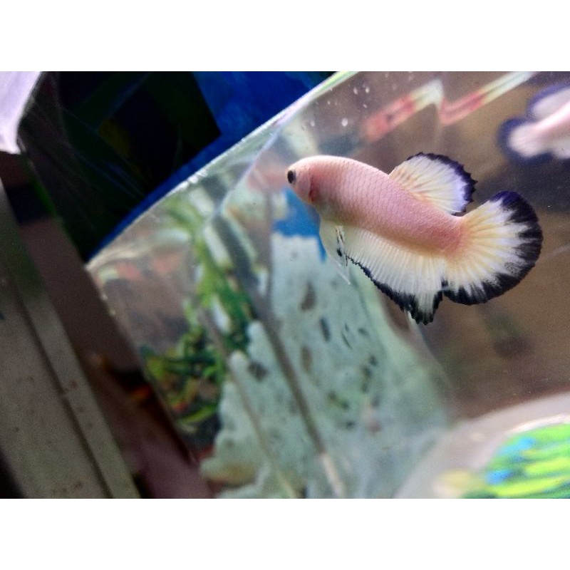 Blue Rim Line Thailand