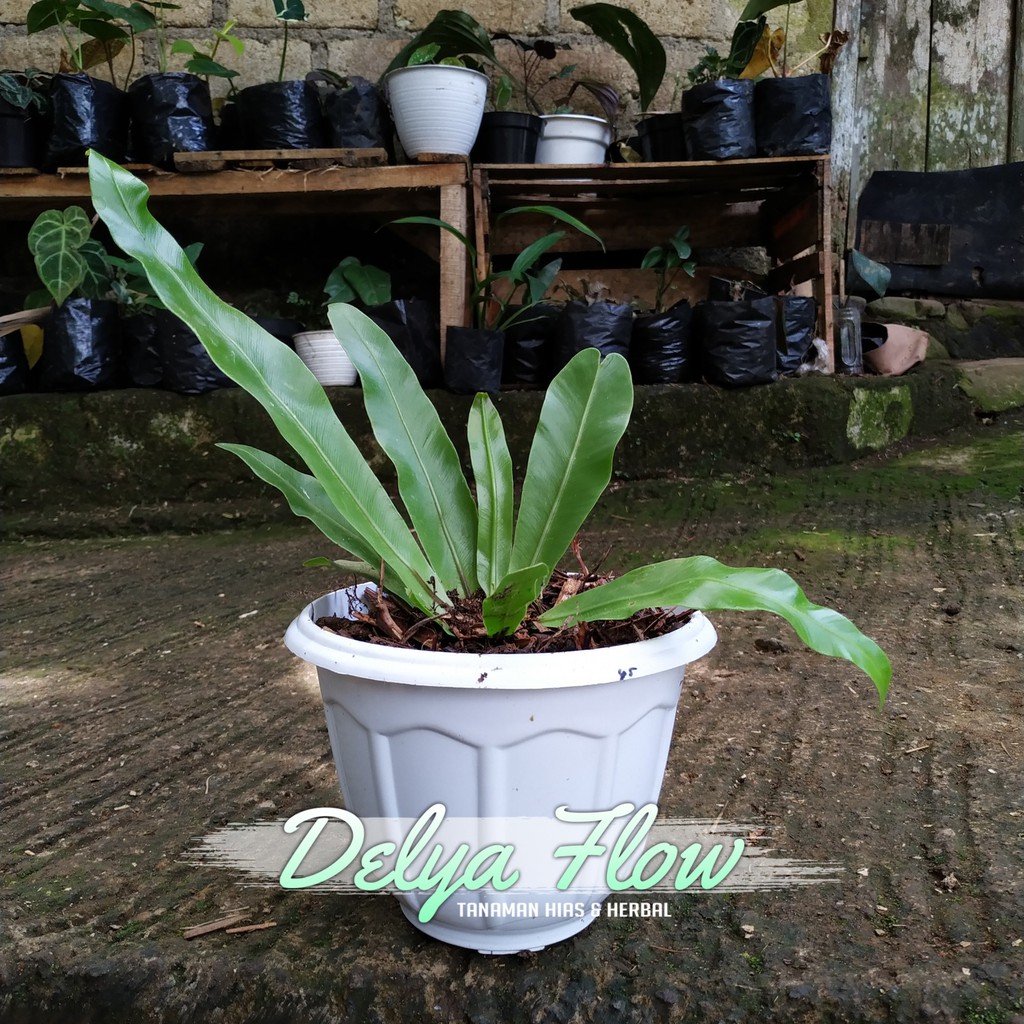 tanaman hias kadaka atau kadaka pakis gantung