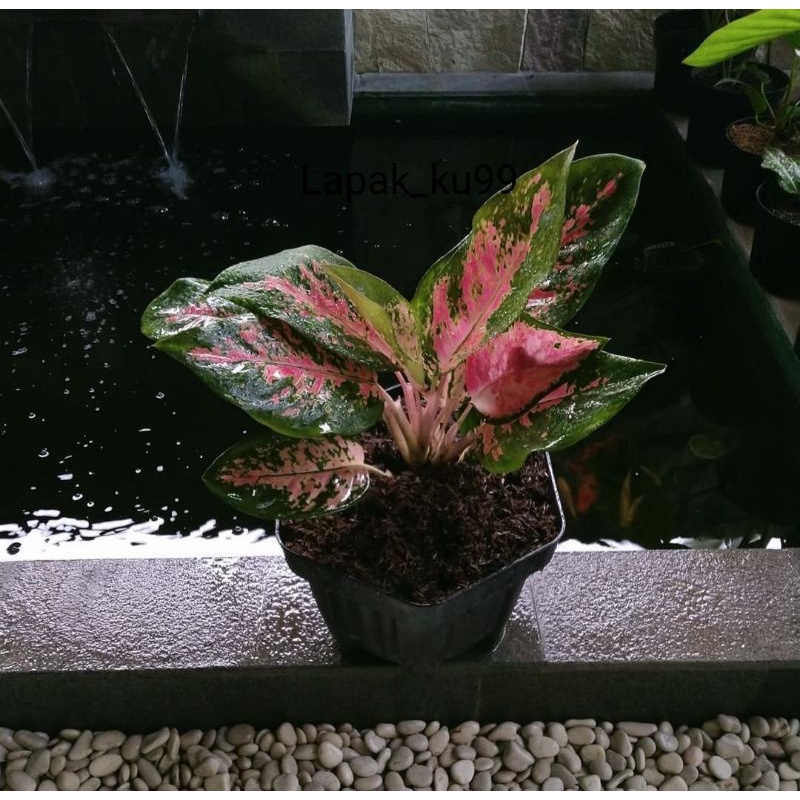 AGLONEMA INDUKAN AGLONEMA KOCHIN CAMELON PARAMUAY SUPERR JUMBO DAUN RIMBUN