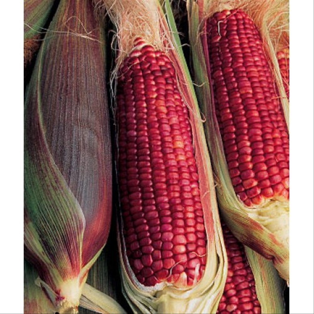 7 BENIH BIJI JAGUNG RED RUBY