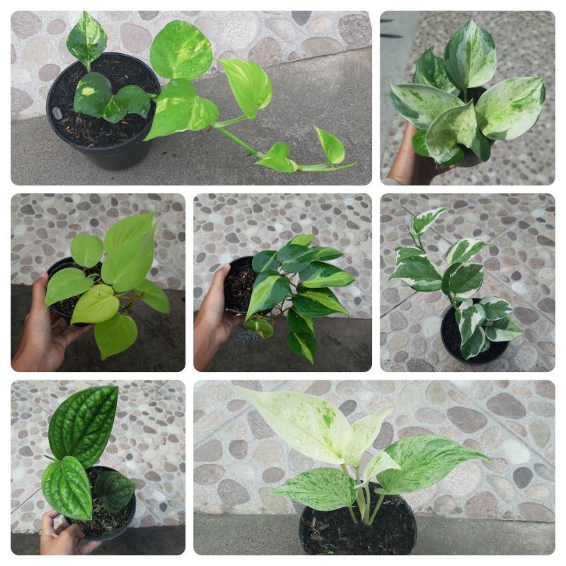 Sirih Gading Brazil Hijau Golden Manjula Epipremnum Var Joy Badak (Monstera Karstenianum)
