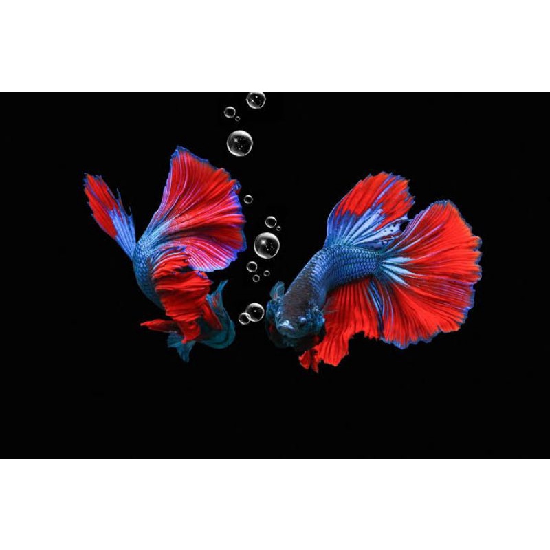 PROMO 7.7  IKAN CUPANG HALFMOON ROSTAIL