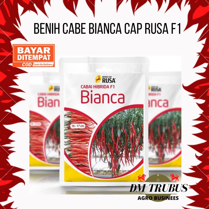 2100 BENIH BIBIT BIJI CABE KERITING BIANCA F1  10 GRAM Benih Cap Rusa  Benih Cabai Keriting