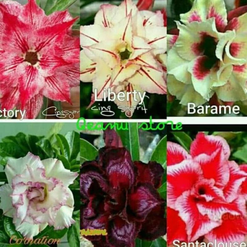 tanaman hias adenium adenium kamboja jepang paket 6 warna