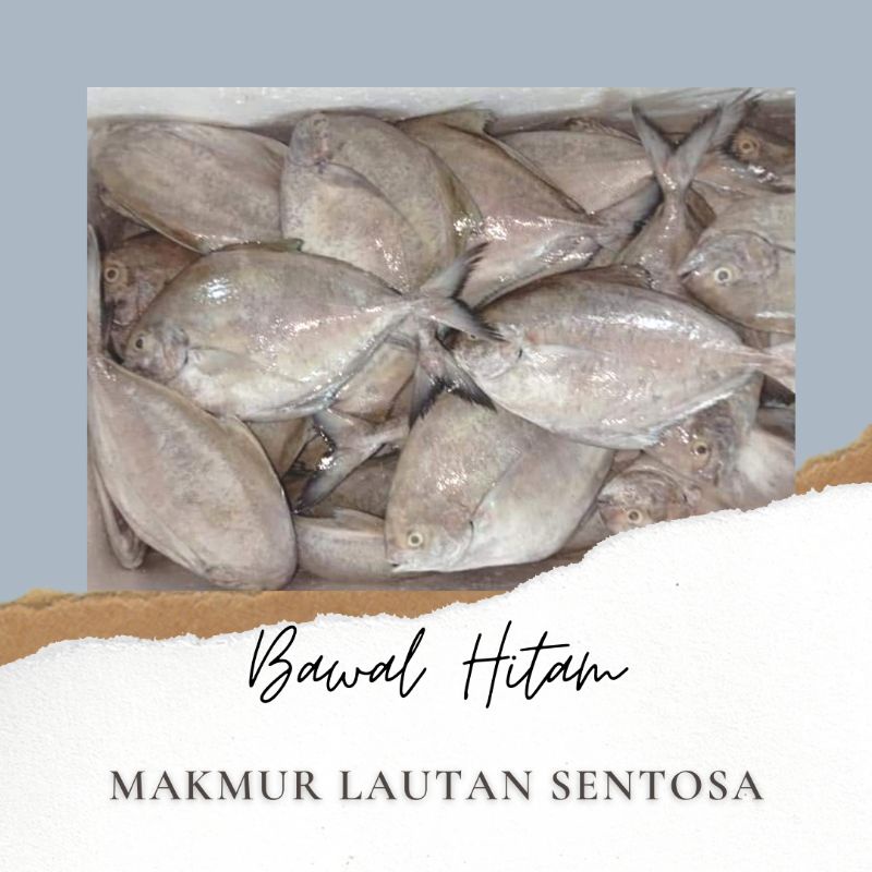 

Bawal Hitam (Bawal Laut) Segar