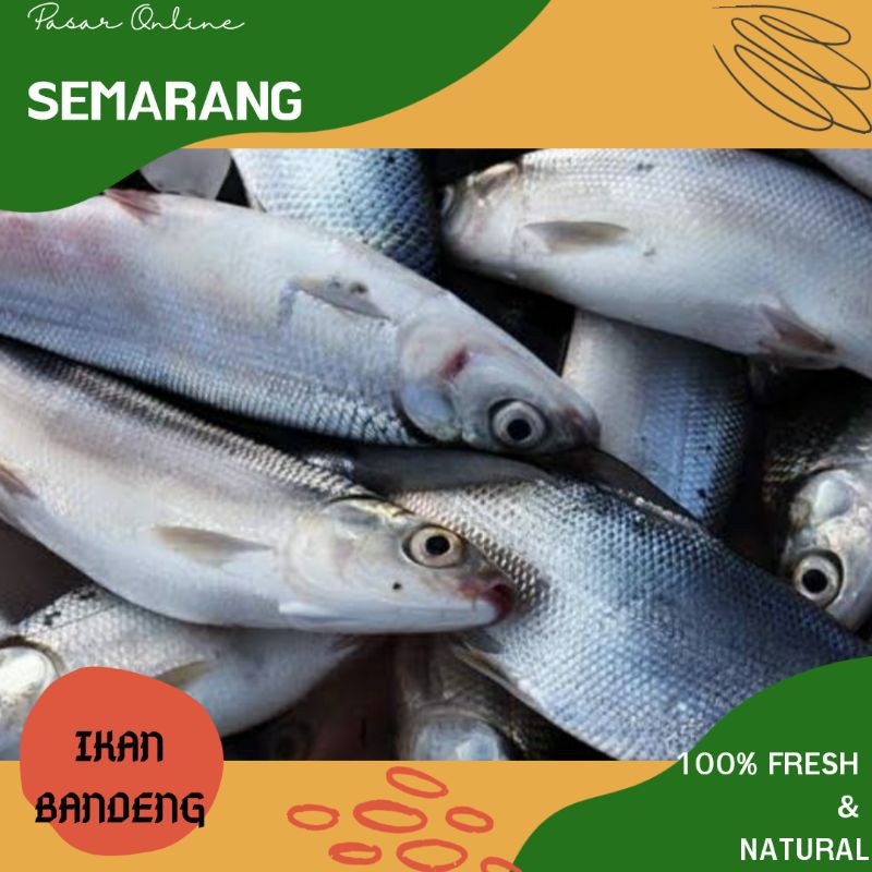 Jual Ikan Bandeng Segar / Fresh / Belanja Ikan segar Semarang / Pasar