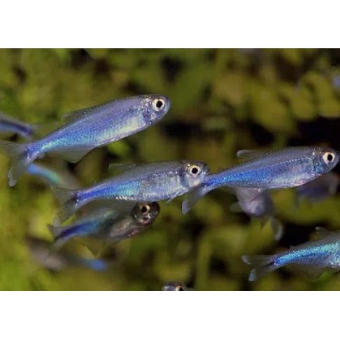 blue king tetra