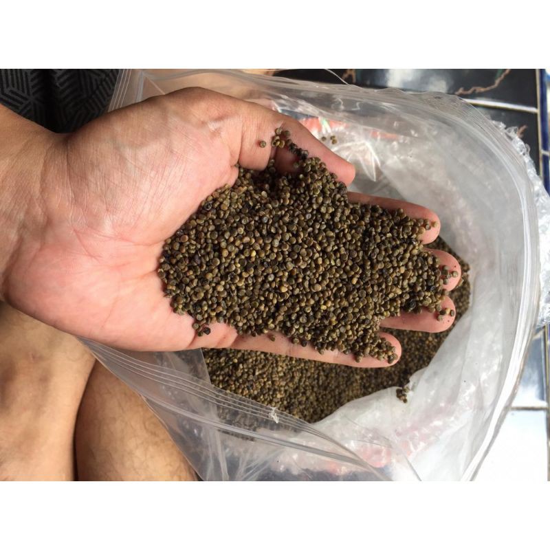 Biji Benih Indigofera pakan ternak kambing domba sapi tinggi protein