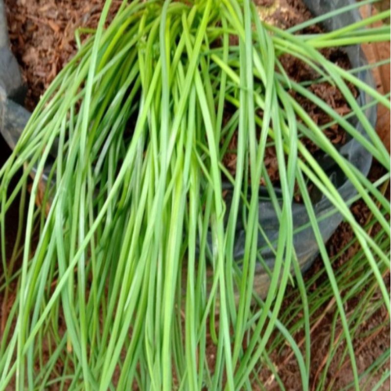 benih bawang Batak benih kuncay bibit bawang sayur terlaris bibit unggul