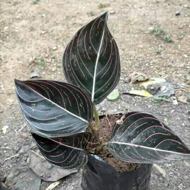 farhannaisya