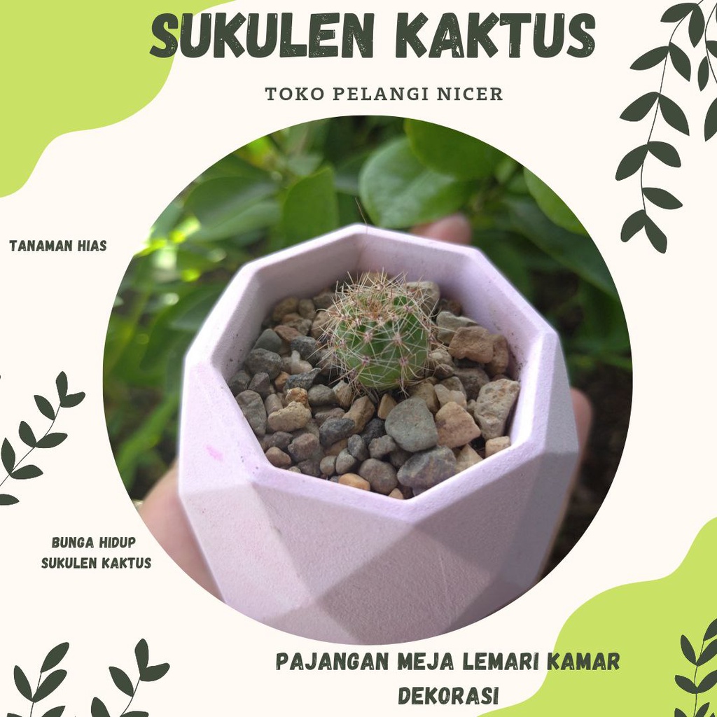 Kaktus Mini Sukulen Kaktus Murah Tanaman Hias Bunga Hidup Artificial Pot Poligon