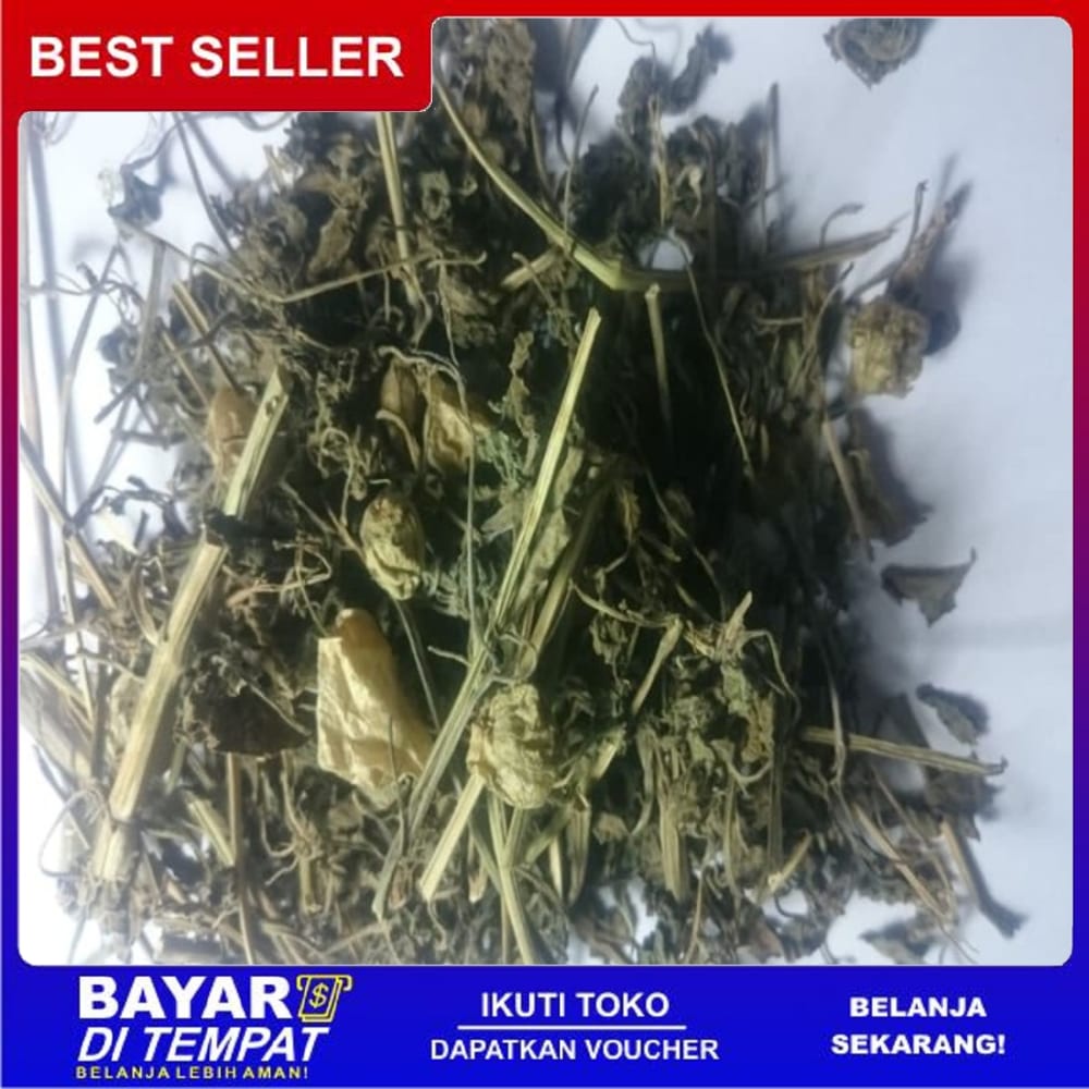 

Ts Murah PROMO 250 gram daun ciplukan kering Physalis angulata