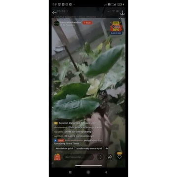 alocasia macrorriza var