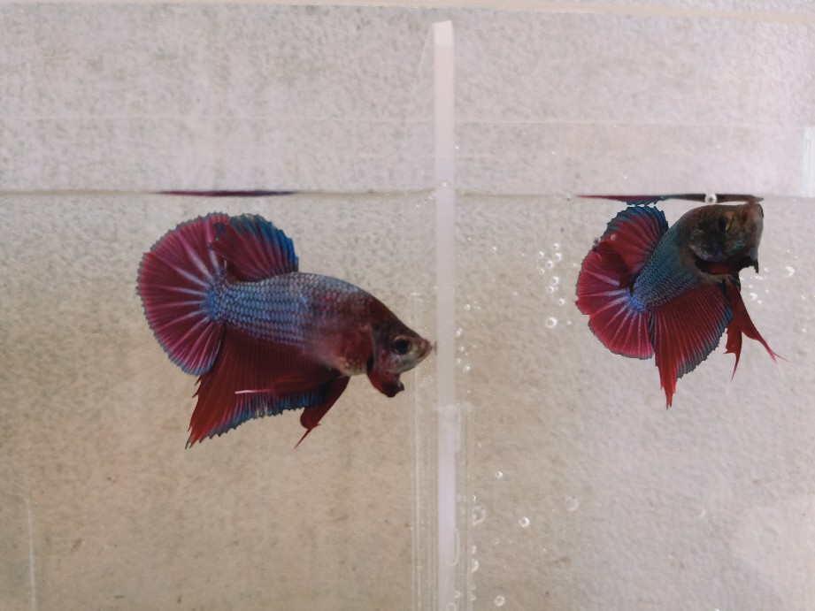 Lampu Led 3 Mata 12v