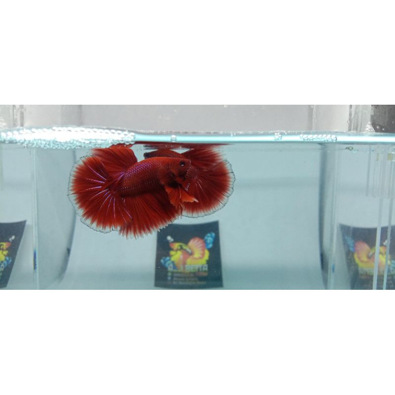 

ikan cupang HM Red
