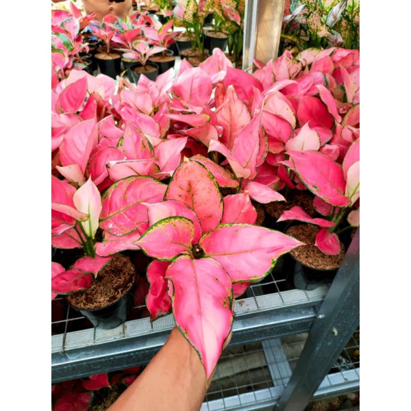 AGLONEMA PINK CATRINA(Dewasa 8-9DAUN)
