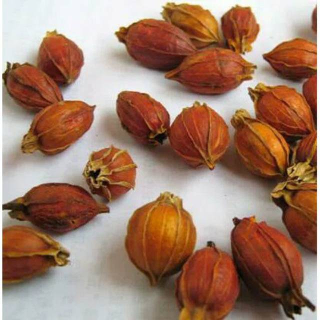 

Shan Zhi Zi Shua Ki Ci Pewarna Kuning Alami dan Obat Panas Dalam