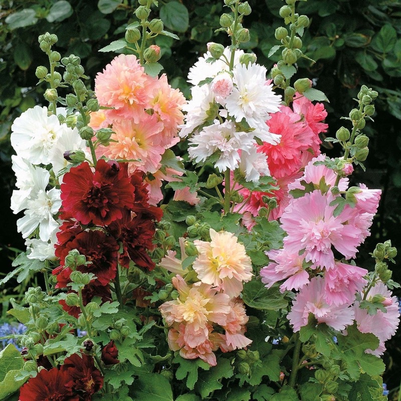 Benih Bibit Biji - Bunga Hollyhock (Dwarf) Choice Mix Seeds - IMPORT