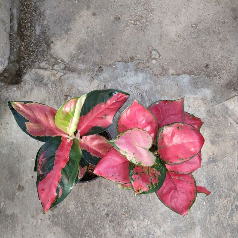 aglonema suksom dan red anjamani