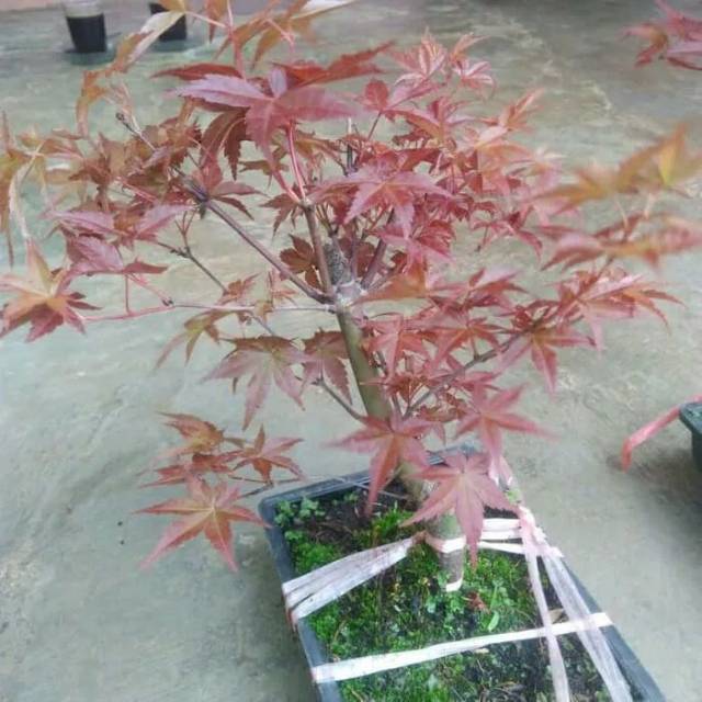 Tanaman maple, japanese red maple, pohon mapel