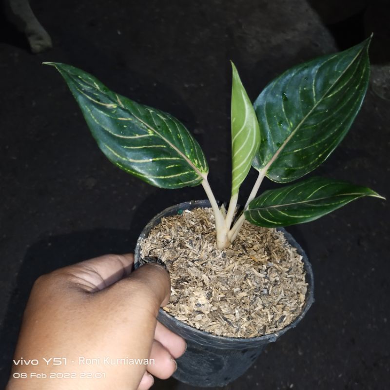 AGLONEMA QUIN OF SIAM