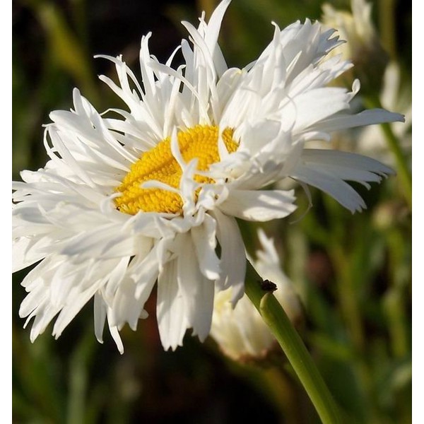 Benih Bibit Biji - Bunga Chrysanthemum Crazy Daisy Krisan (Leucanthemum x superbum) Flower Seeds - IMPORT