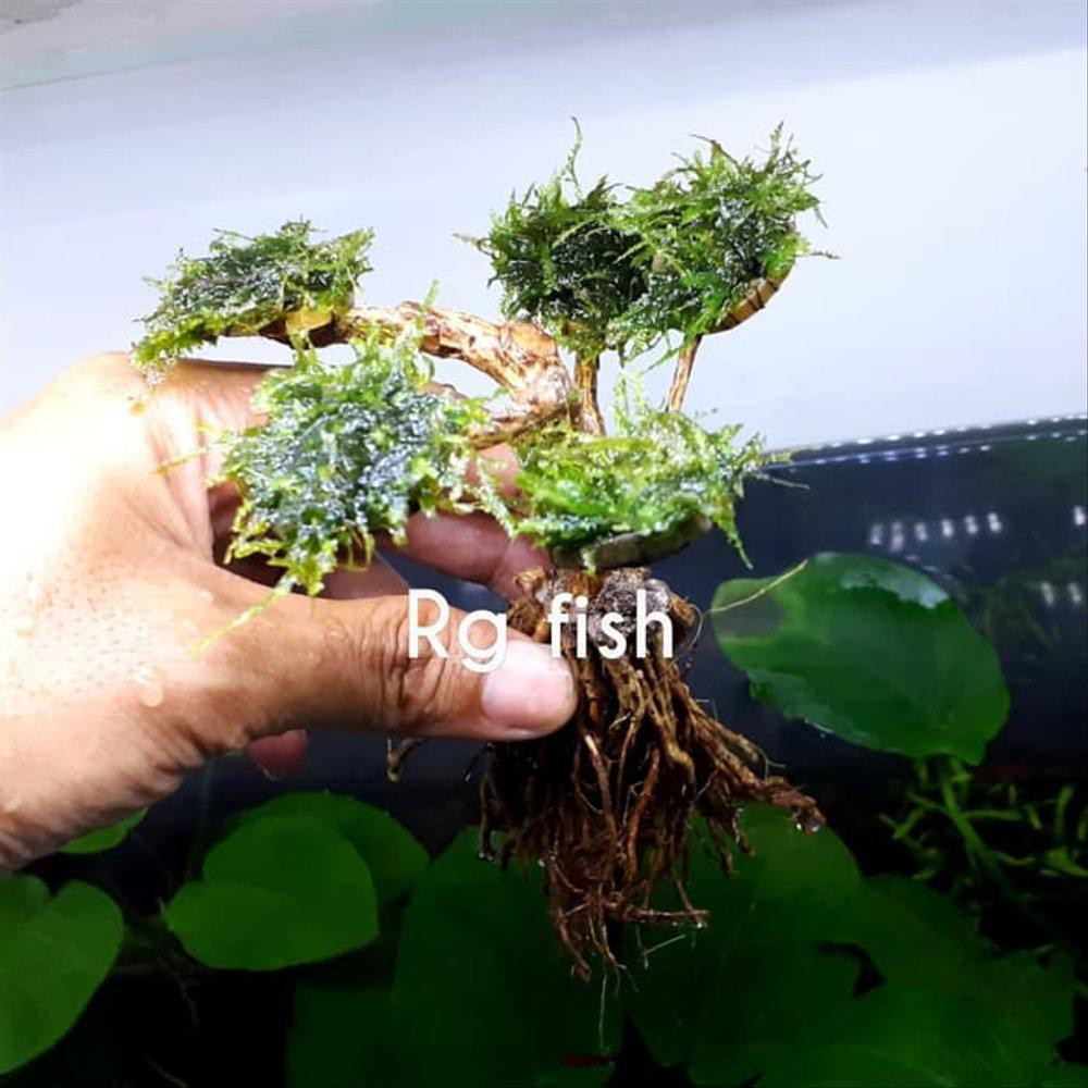 Bonsai Mini Aquascape Mos Java Dan Peacok Shopee Indonesia