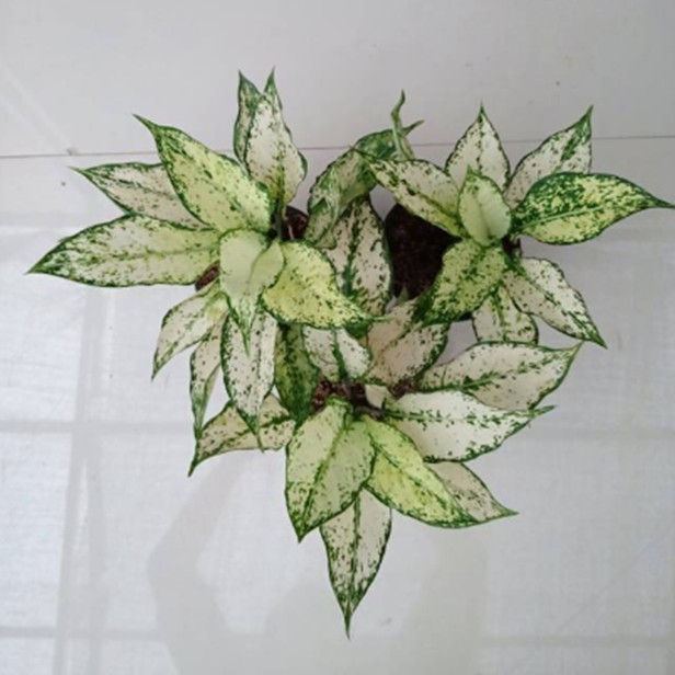 Aglonema Siam Paragon